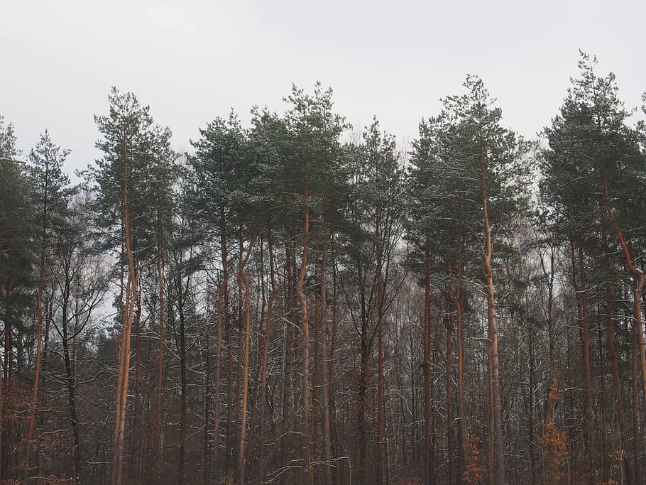 forest, woods, trees, nature, plant, tranquility, growth, sky HD wallpaper