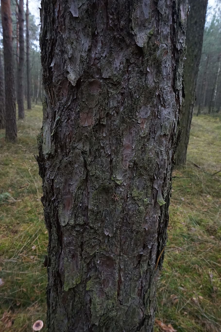 pine, trunk, tree, nature, the bark, coniferous, autumn, tree trunk HD wallpaper