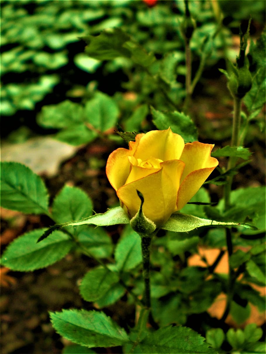 rose, yellow, miniature, plant, flowering plant, beauty in nature HD wallpaper