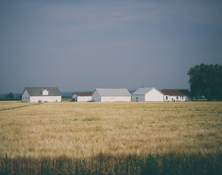 barn houses surrounded with wheat field under grey sky, wheat field near houses at daytime HD wallpaper