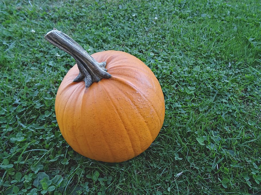 vegetables, autumn, pumpkin, nature, harvest, orange, grass HD wallpaper