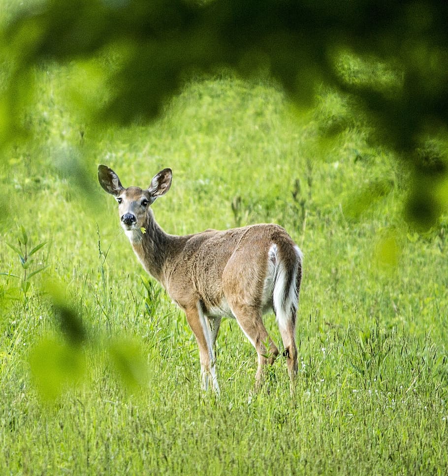 deer, doe, woods, wildlife, nature, animal, mammal, whitetail HD wallpaper