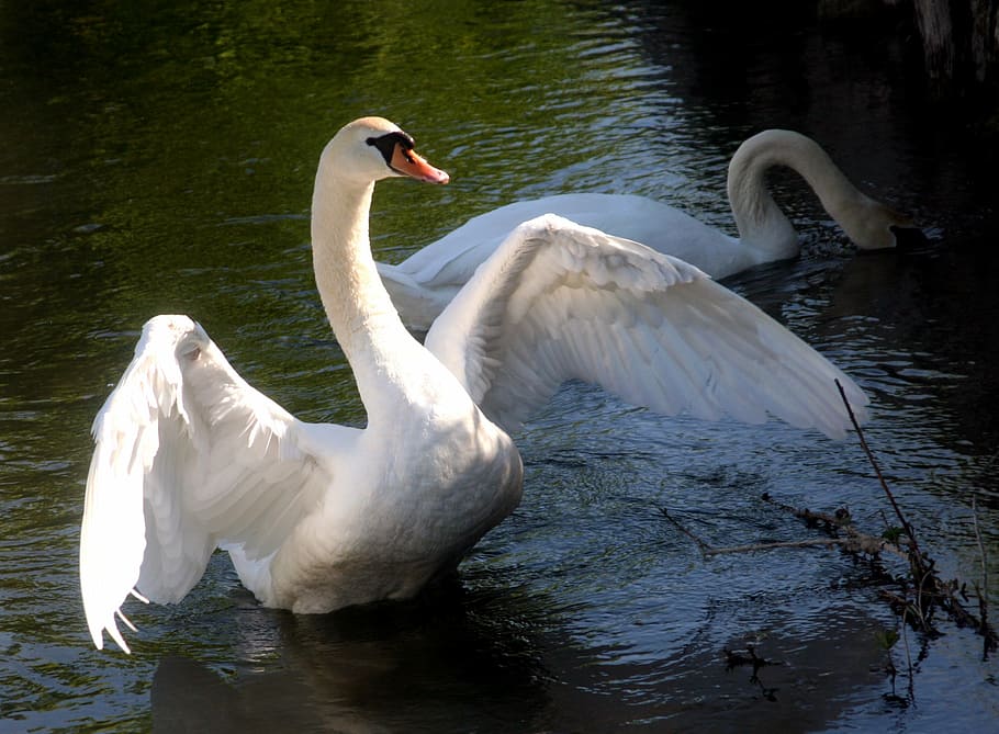 swan, spring, wings, beak, water, channel, nature, feathers HD wallpaper