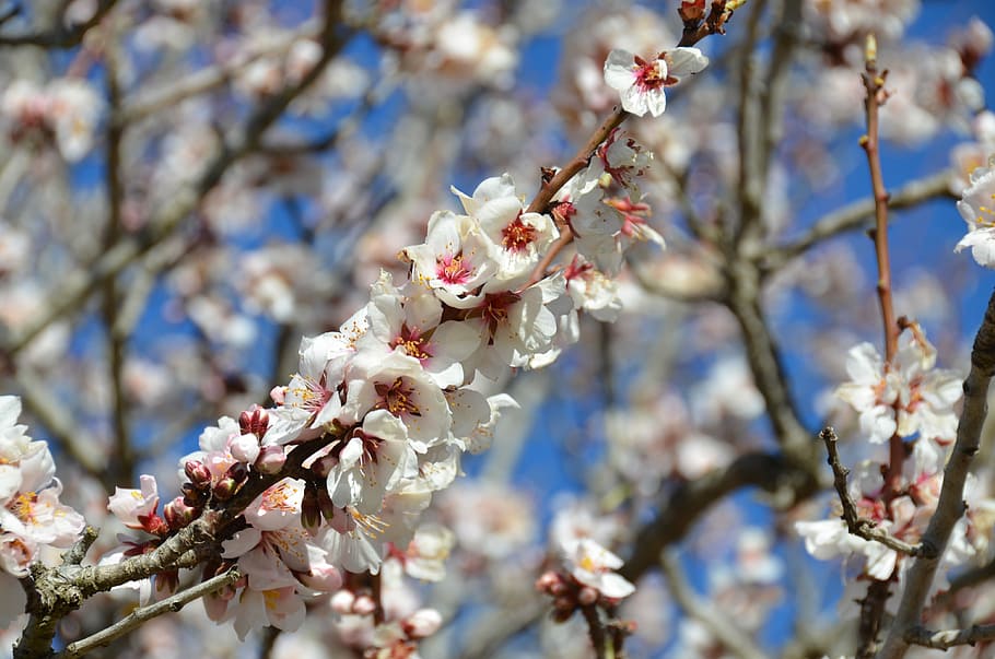 bloom, flower, blossom, floral, nature, blooming, garden, plant HD wallpaper