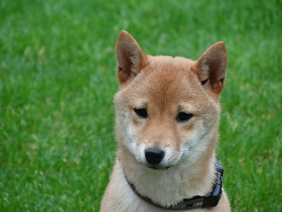 close-up photography of Akita puppy, dog, remote access, shiba inu, HD wallpaper