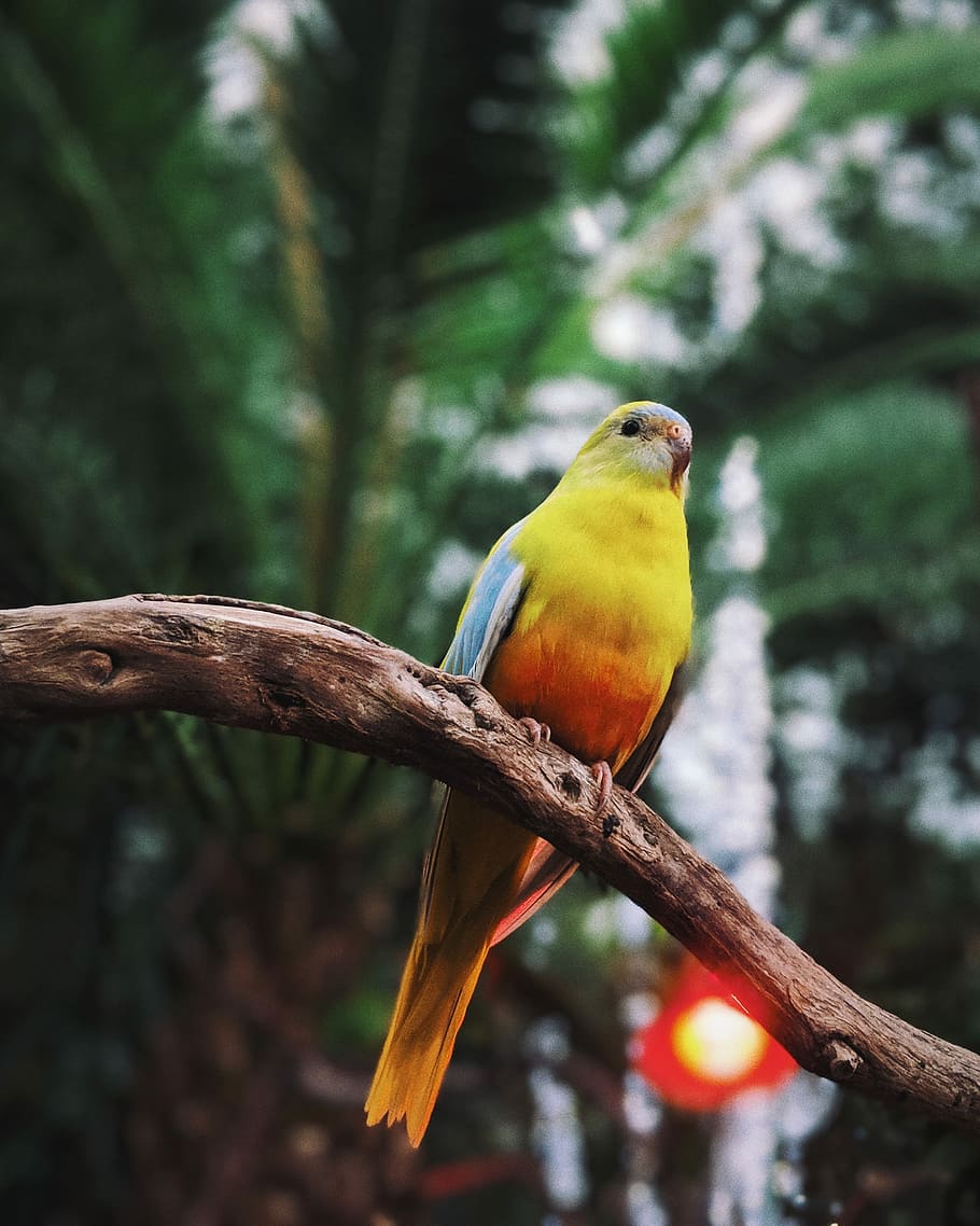 yellow and orange bird on tree, yellow and blue bird on brown tree trunk HD wallpaper