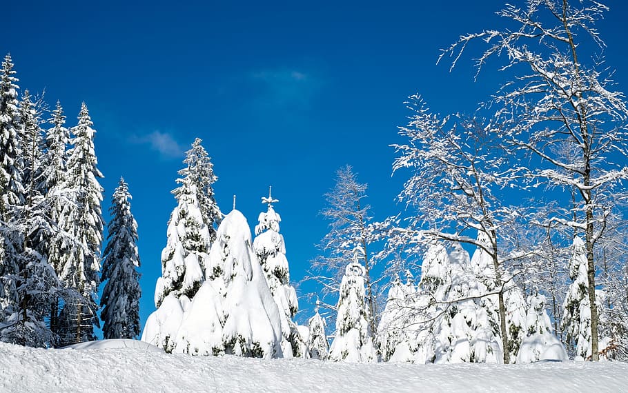 snow-covered trees during daytime, wintry, firs, snowy, time of year HD wallpaper