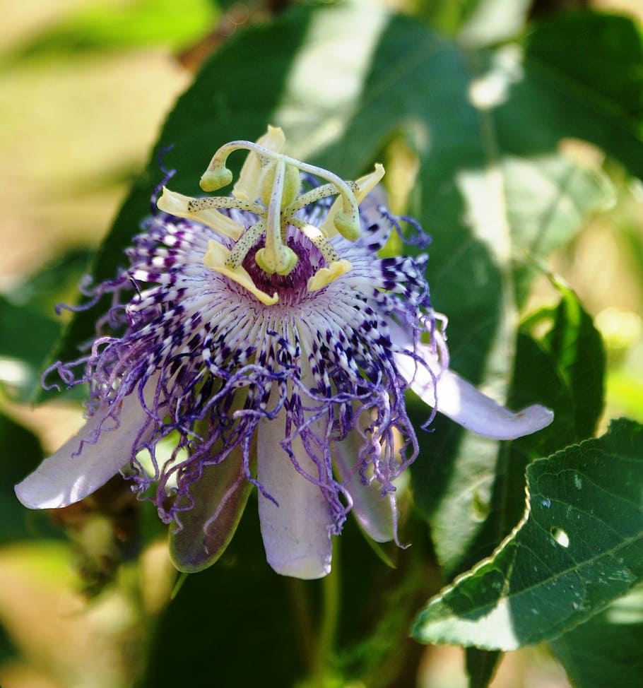 passion flower, romantic, petal, blossom, floral, bloom, passiflora HD wallpaper