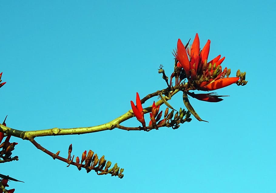 Flower, Erythrina, Indian, Coral, indian coral treee, lenten tree, HD wallpaper