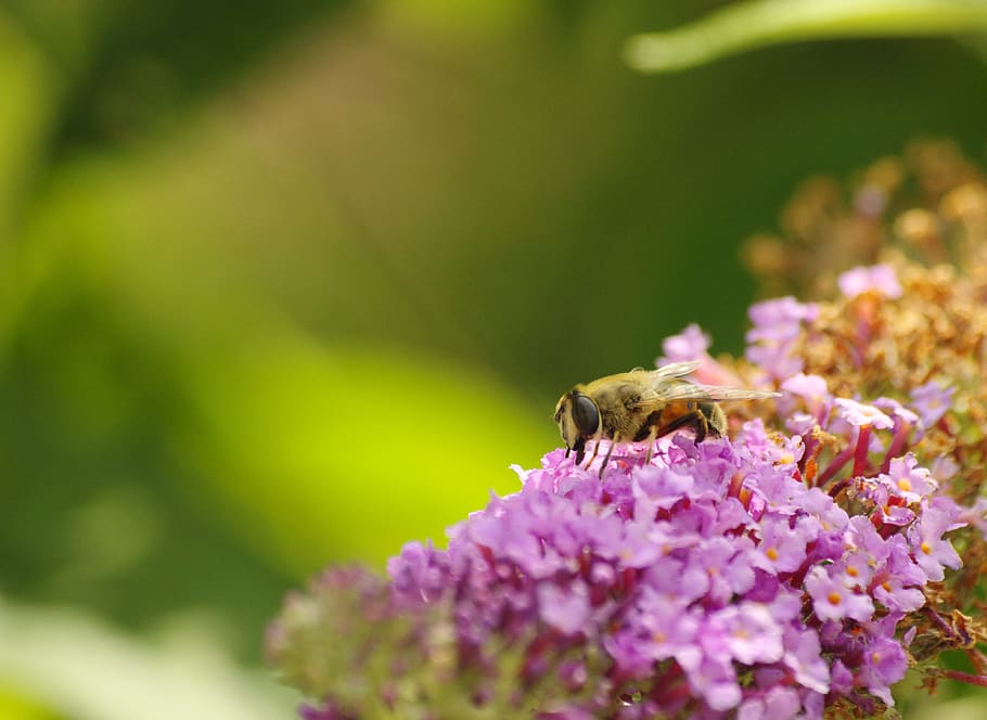 bee, close, lilac, insect, blossom, bloom, pollen, pollination HD wallpaper