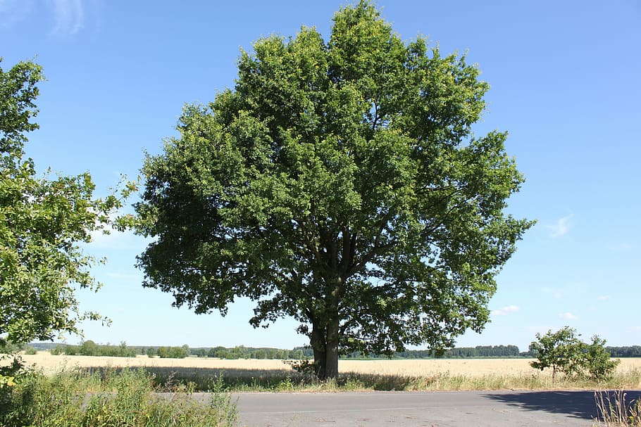 Tree, Landscape, Day, summer, blue, big tree, road, single HD wallpaper