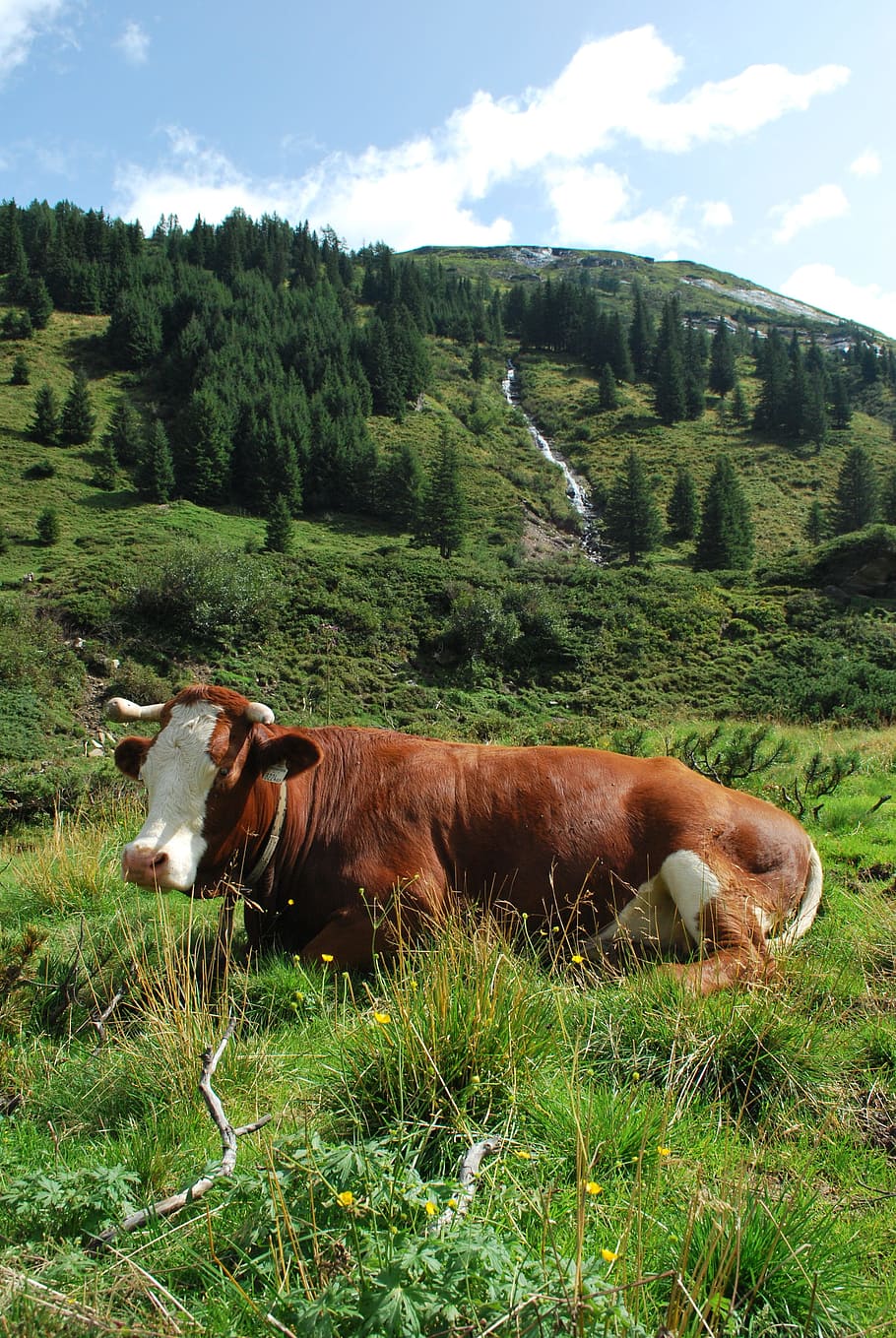 alps, mountains, austria, landscape, cow, mammal, pets, domestic animals HD wallpaper