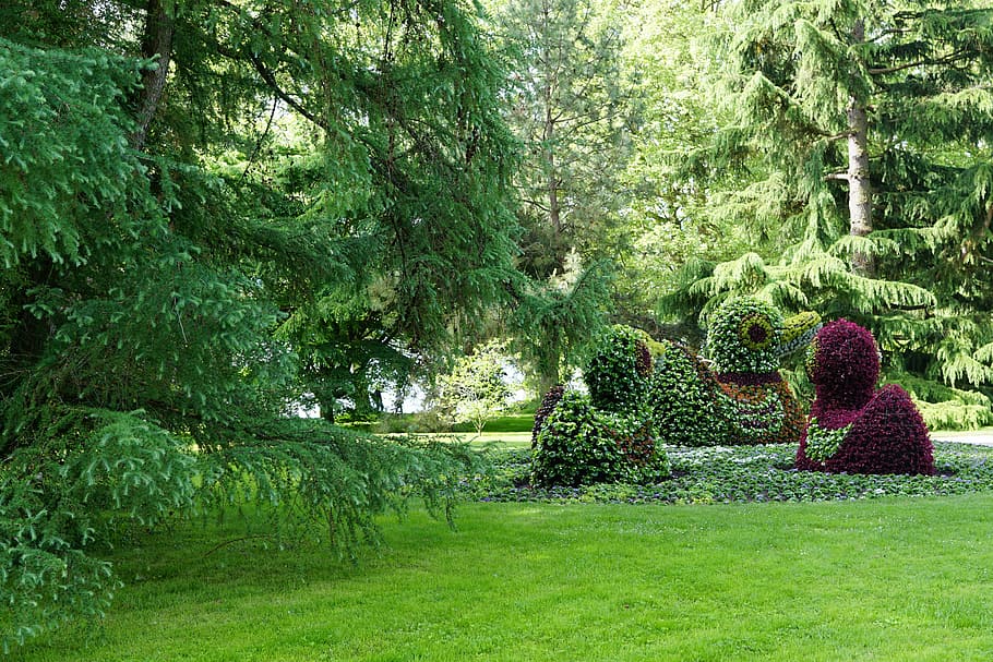 flowers, duck, mainau, nature, beautiful, plant, tree, green color HD wallpaper
