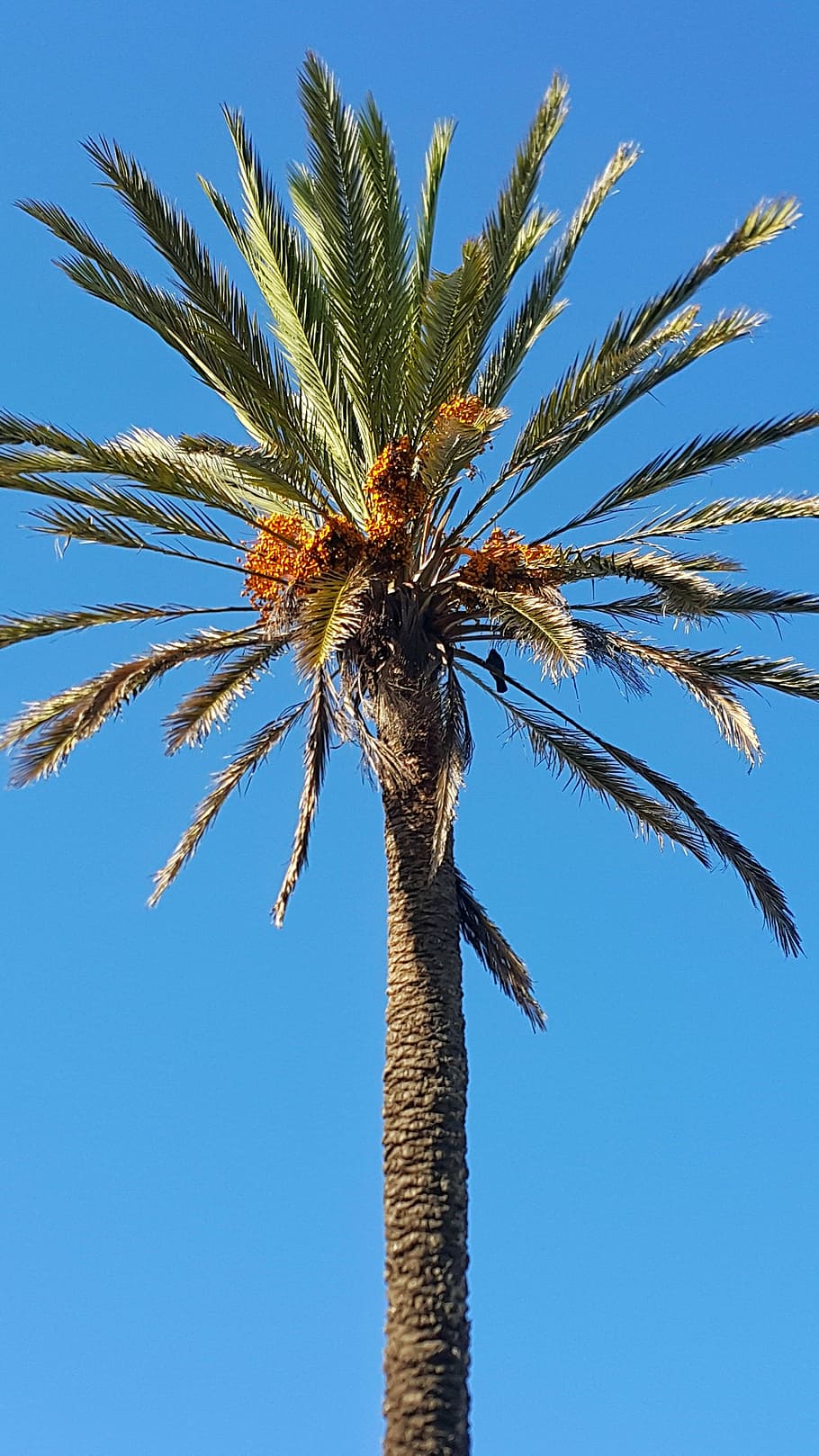 dates palm tree, blue sky, morocco, up high, straigth, palm leaves HD wallpaper
