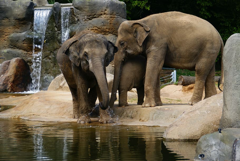 two brown elephants near body of water, Zoo, Proboscis, Animal HD wallpaper