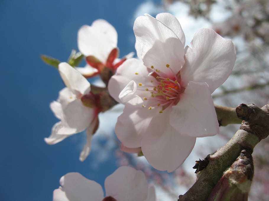 blossom, spring, nature, plant, white, branch, pink, tree, flower HD wallpaper