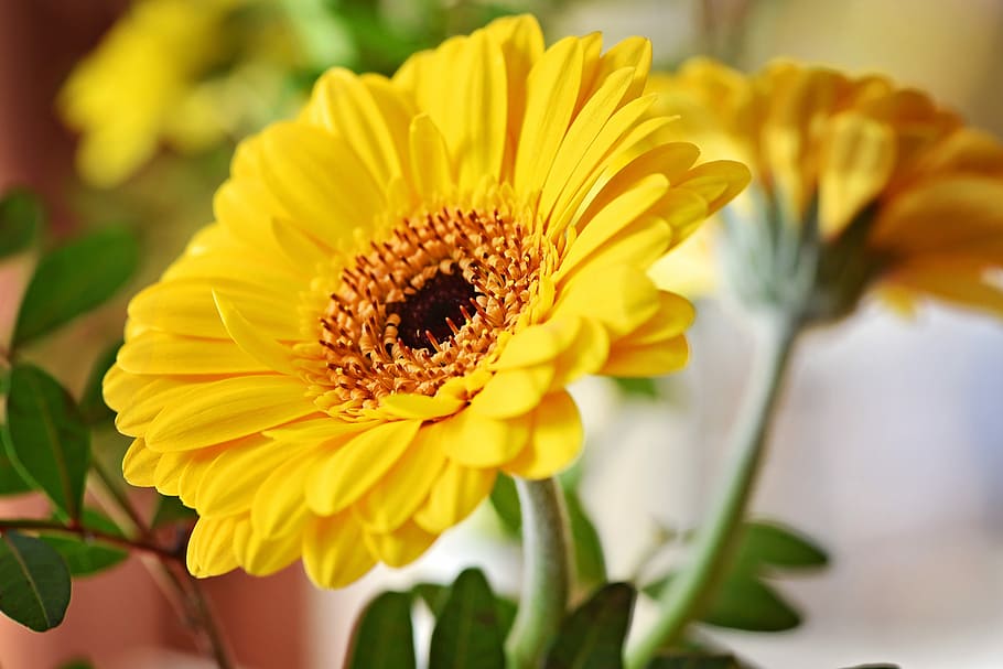 Flower, Blossom, Bloom, marguerite, orange, yellow, plant, schnittblume HD wallpaper