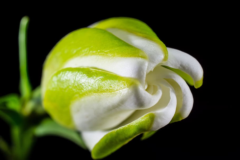 white rose flower selective focus photography, blossom, bloom HD wallpaper