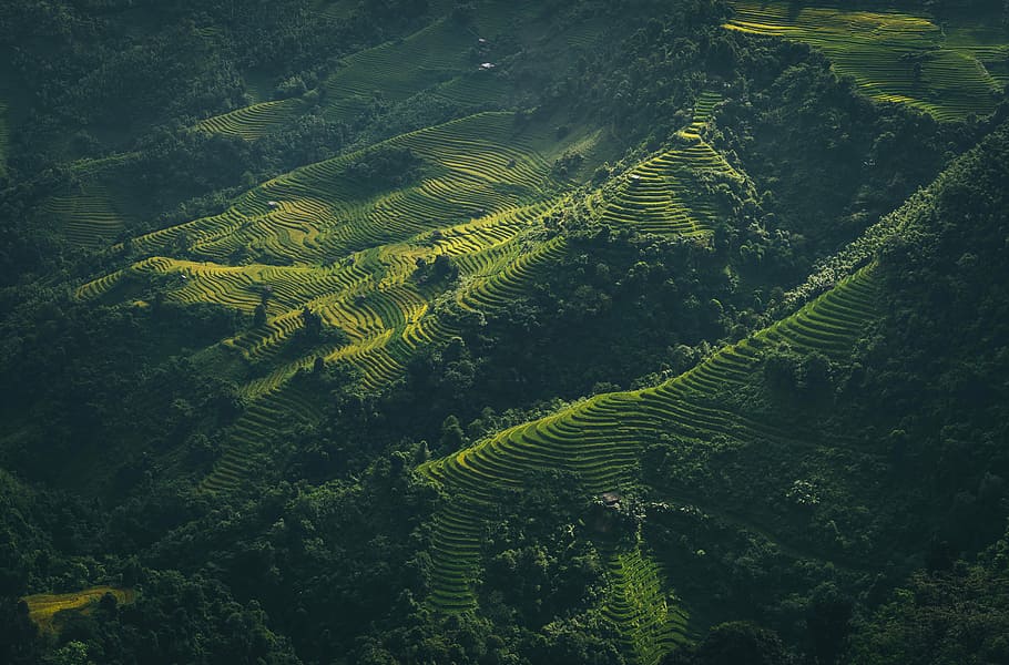 Vietnamese Tradition, terrace rice field, landscape, green, tree HD wallpaper