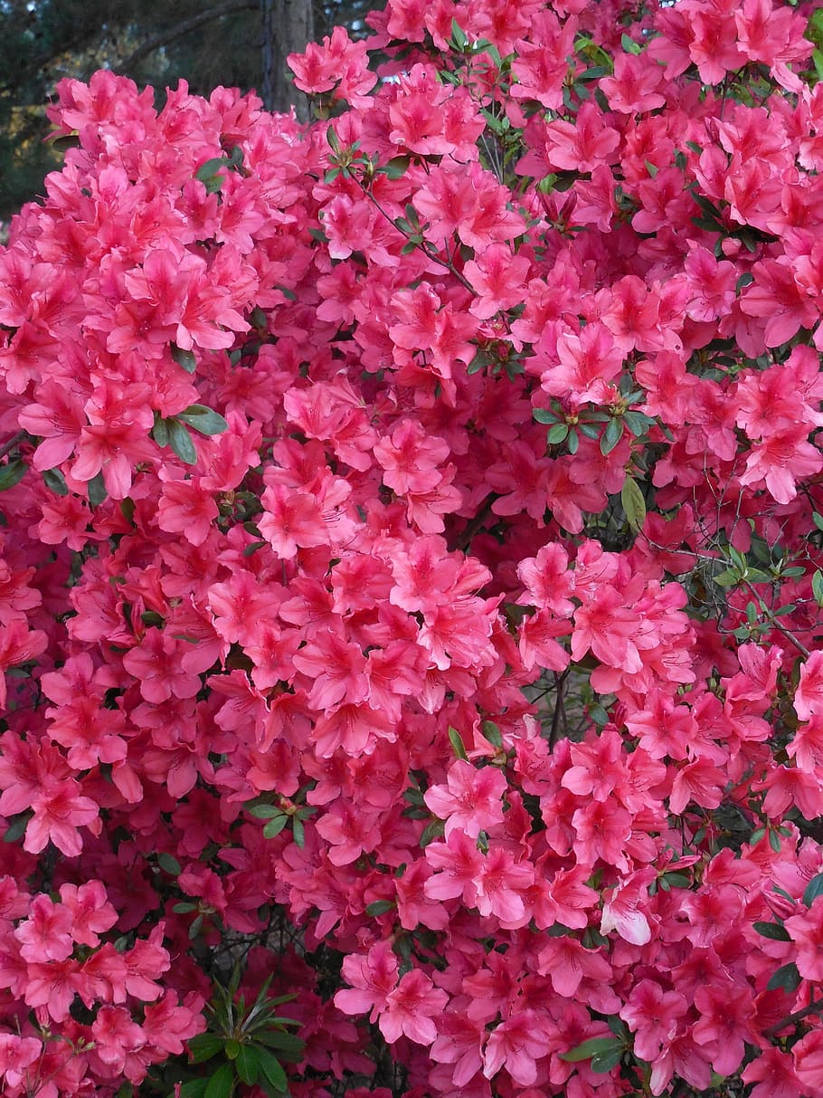Azalea, Blooms, Spring, Blooming, Nature, blossom, flower, pink HD wallpaper