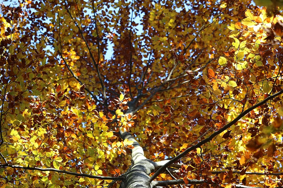 tree, leaves, yellow, autumn, nature, foliage, leaf, forest HD wallpaper