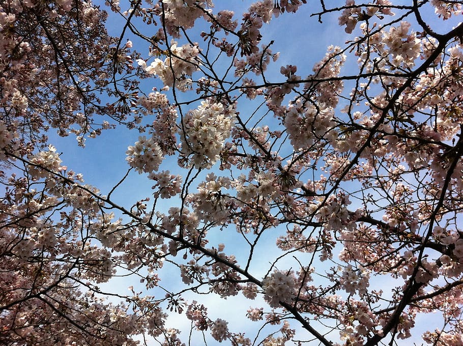 sakura, sky, spring, tree, plant, low angle view, flower, beauty in nature HD wallpaper