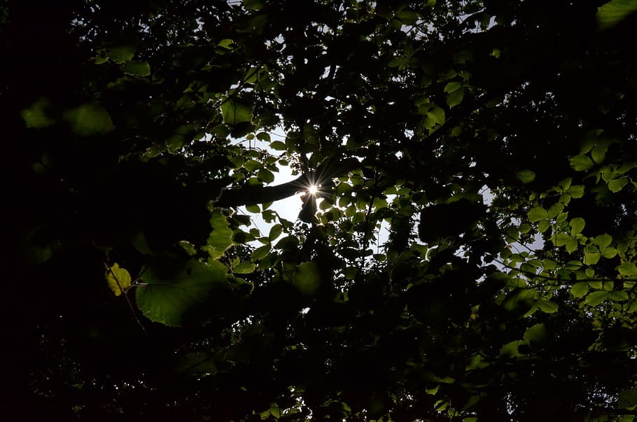 sun, leaves, tree, forest, branch, back light, bright, color HD wallpaper
