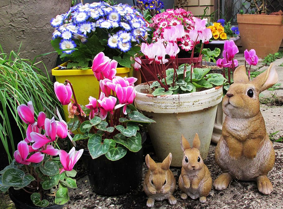 Spring, Flowers, Rabbits, and, pink color, no people, outdoors HD wallpaper