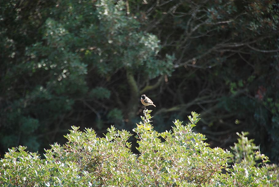bird, nature, trees, plant, one animal, animals in the wild HD wallpaper