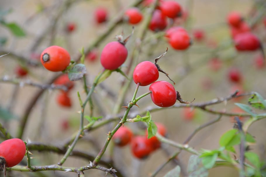 nature, autumn, green, thorns, rose hip, plant, fruit, food HD wallpaper