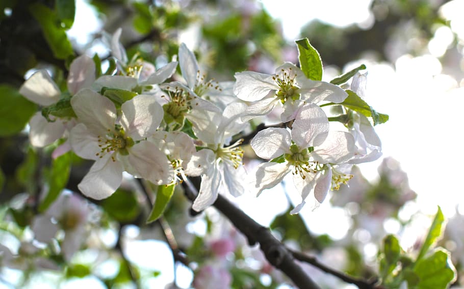 cherry, flowers, garden, vegetable garden, spring, handsomely HD wallpaper