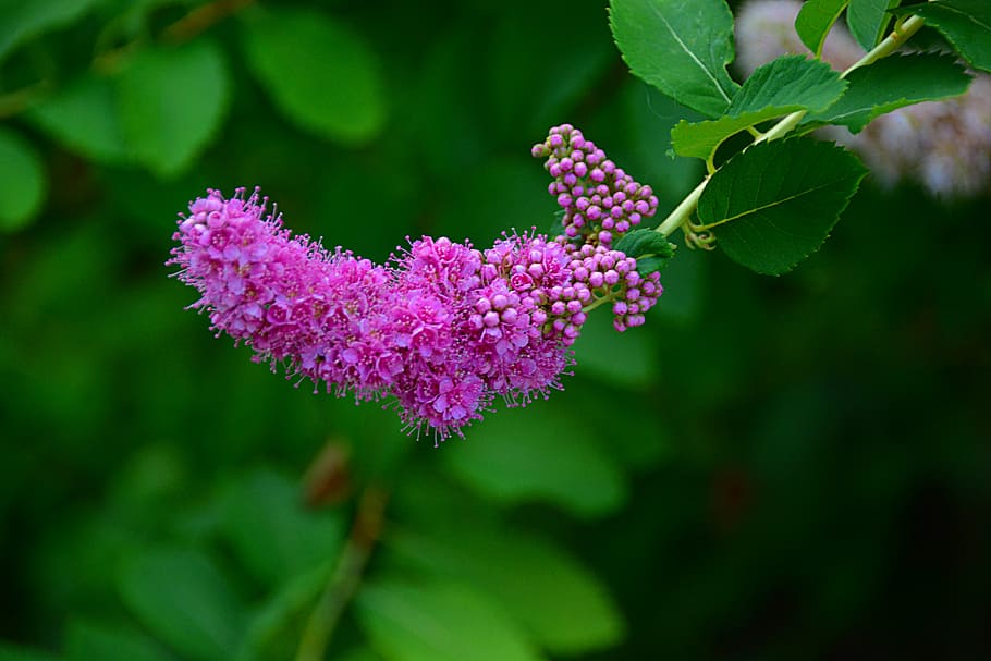 flower, nature, summer flowers, spring, plant, flowering plant HD wallpaper