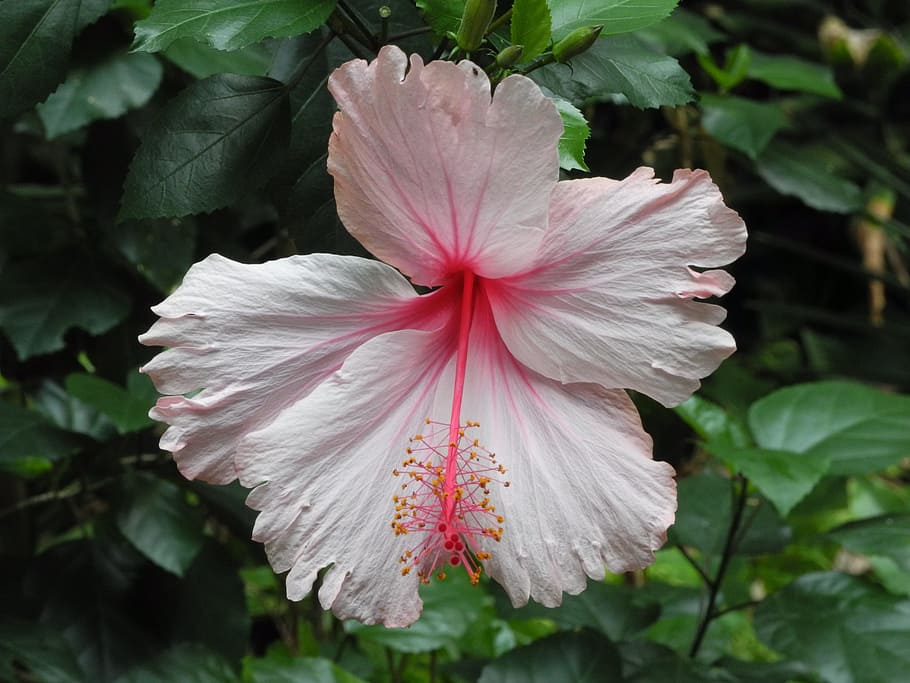 nature, plant, flower, leaf, flowering plant, fragility, pink color HD wallpaper
