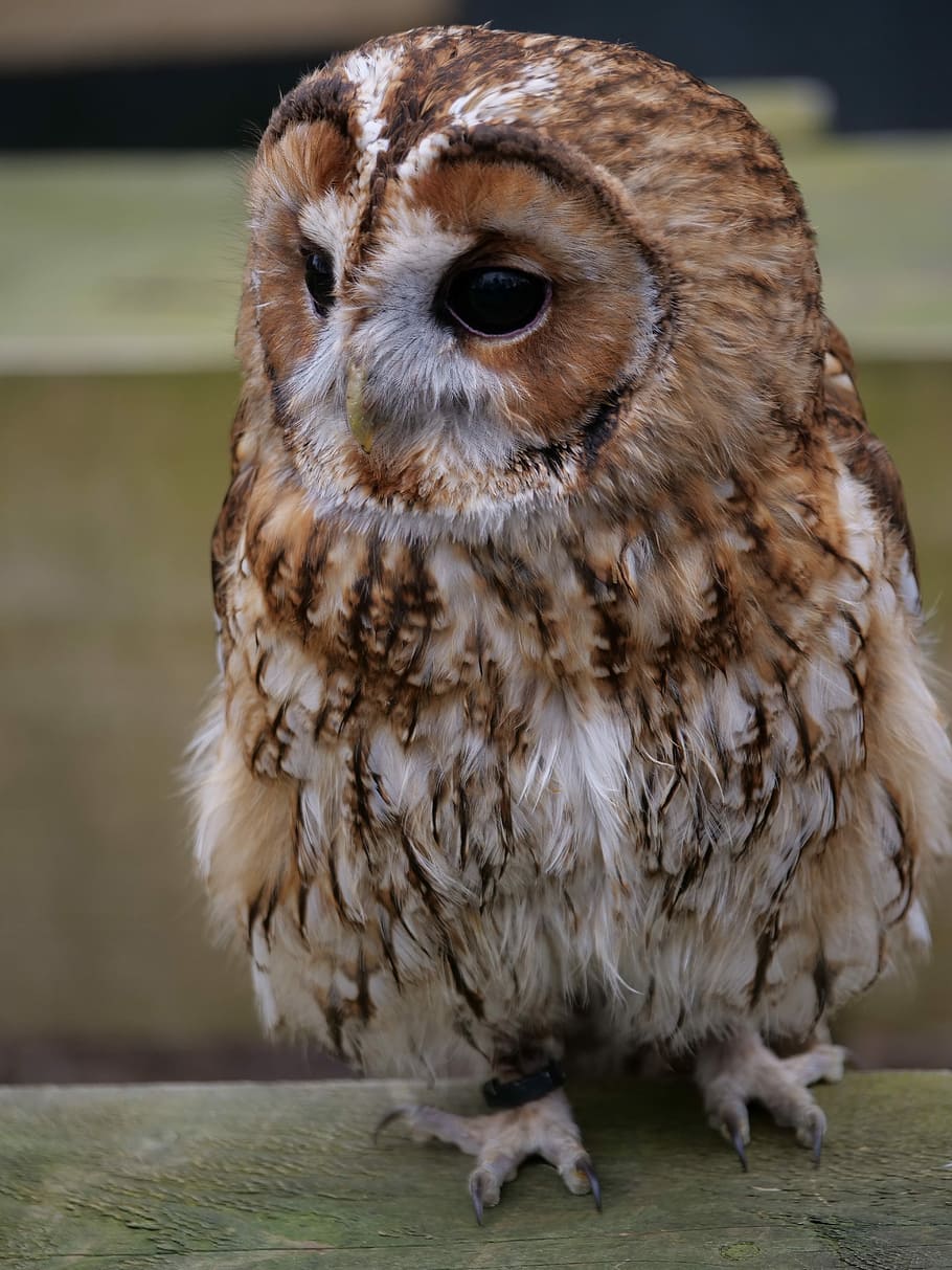 brown owl, tawny owl, wildlife, animal, bird, nature, mammal, HD wallpaper