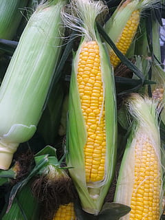 sweet corns, vegetables, yellow, seiyu ltd, living, supermarket HD wallpaper