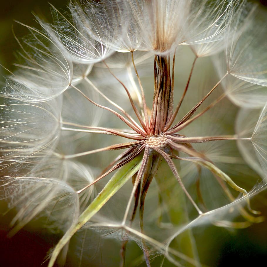 nature, garden, blur, flower, bloom, blooming, blossom, close-up HD wallpaper