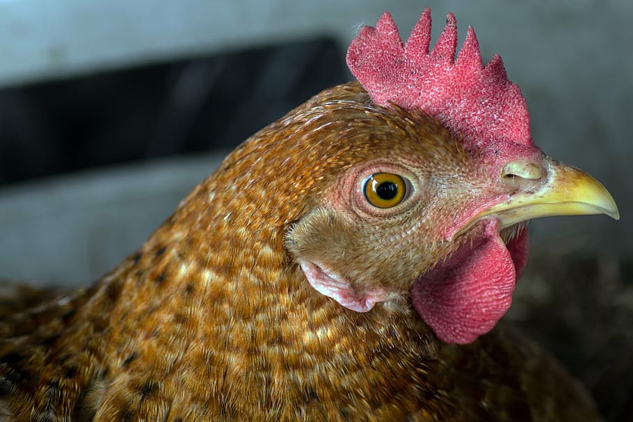 chicken, head, portrait, close, animal themes, bird, chicken - bird HD wallpaper