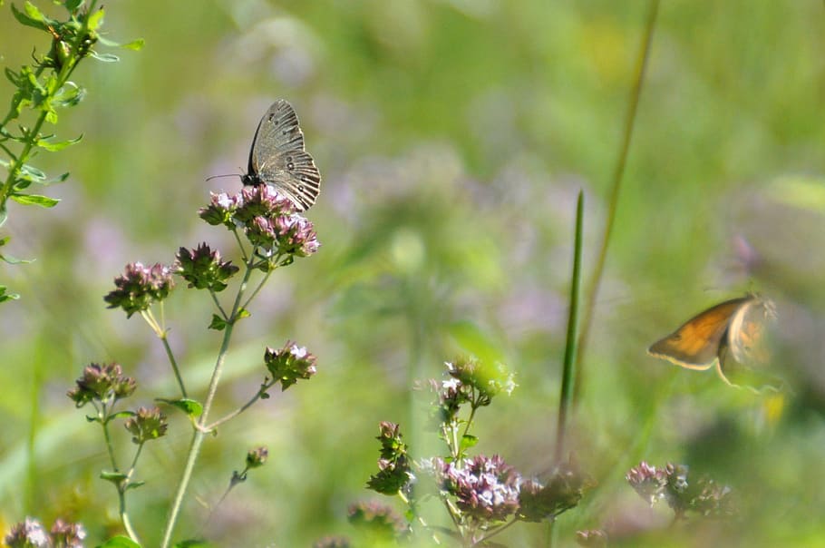 meadow, butterfly, nature, summer, insect, grass, flower and butterfly HD wallpaper