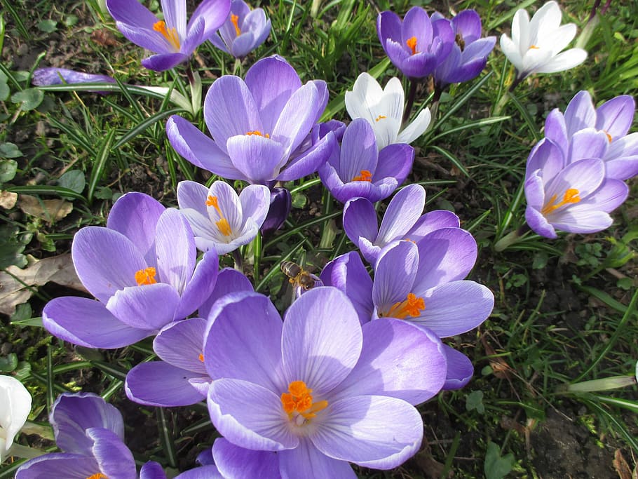 Flowers, Purple, Spring, Crocus, fragrance, purple flower, bee HD wallpaper
