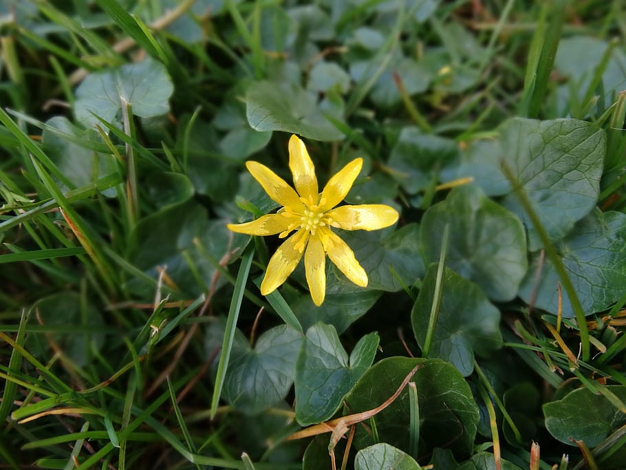 nature, flower, bloom, spring, wild flower, wild flowers, yellow star HD wallpaper
