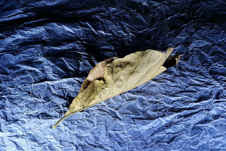 Light Painting, Leaf, Dried, dried leaf, tissue paper, moody HD wallpaper