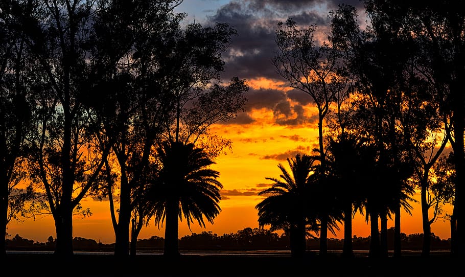 sunset, laguna, landscape, palms, tree, silhouette, no people HD wallpaper