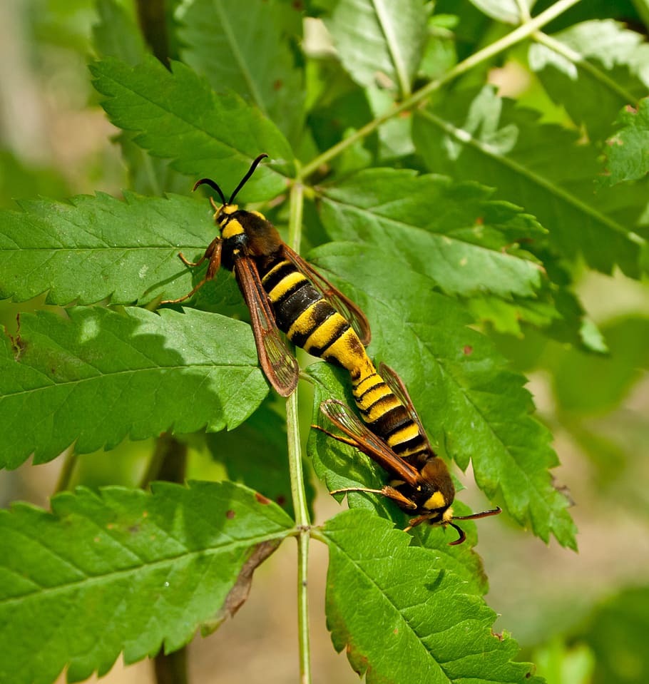 wasps, insects, nature, duplication, invertebrate, plant part HD wallpaper