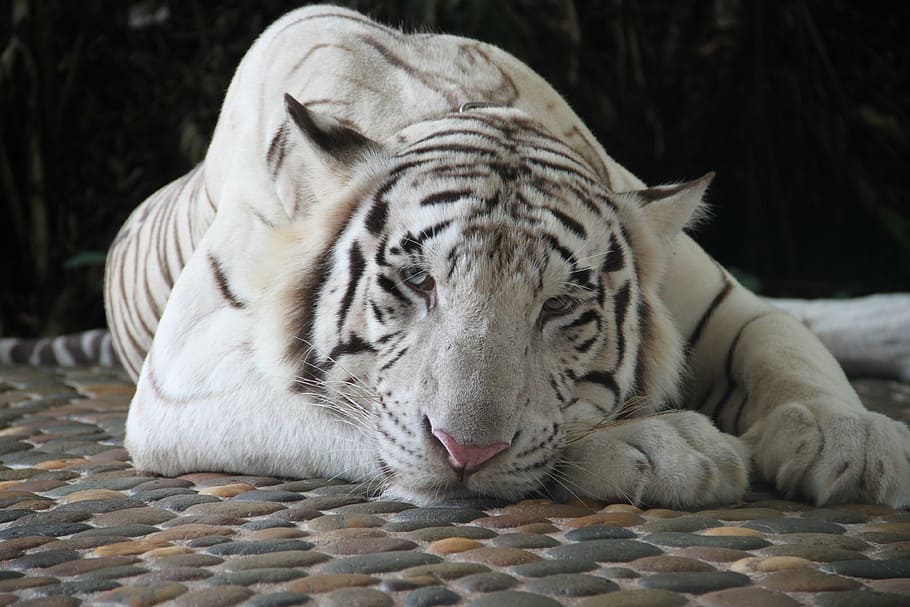 white and black tiger illustration, white tiger, zoo, animals