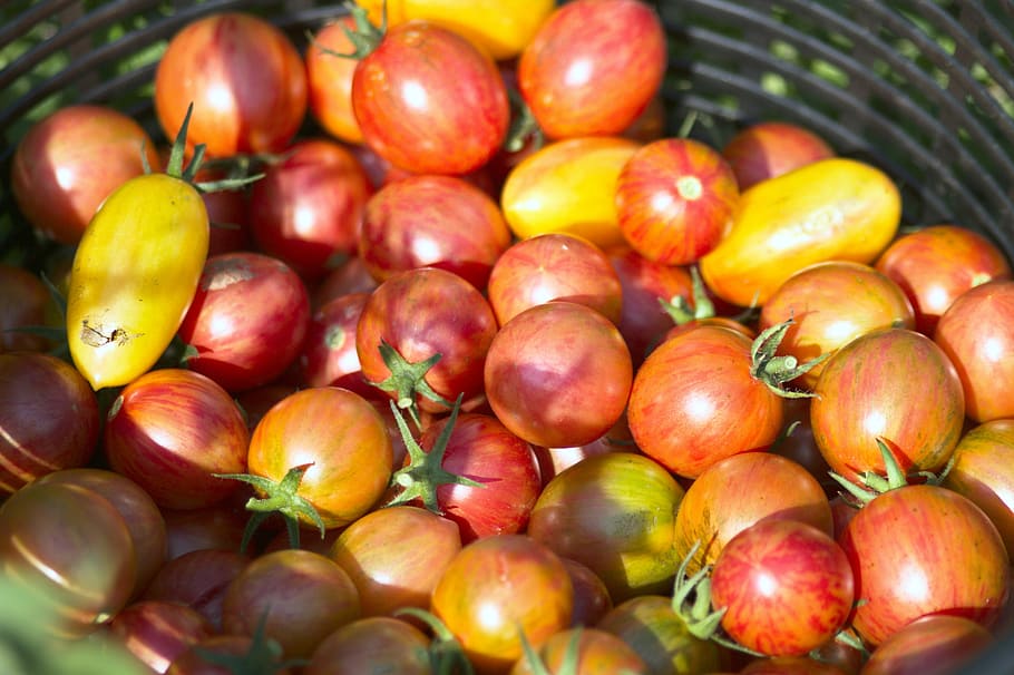 Tomato, Harvest, Vegetable, Healthy, ripe, fresh, nutrition HD wallpaper