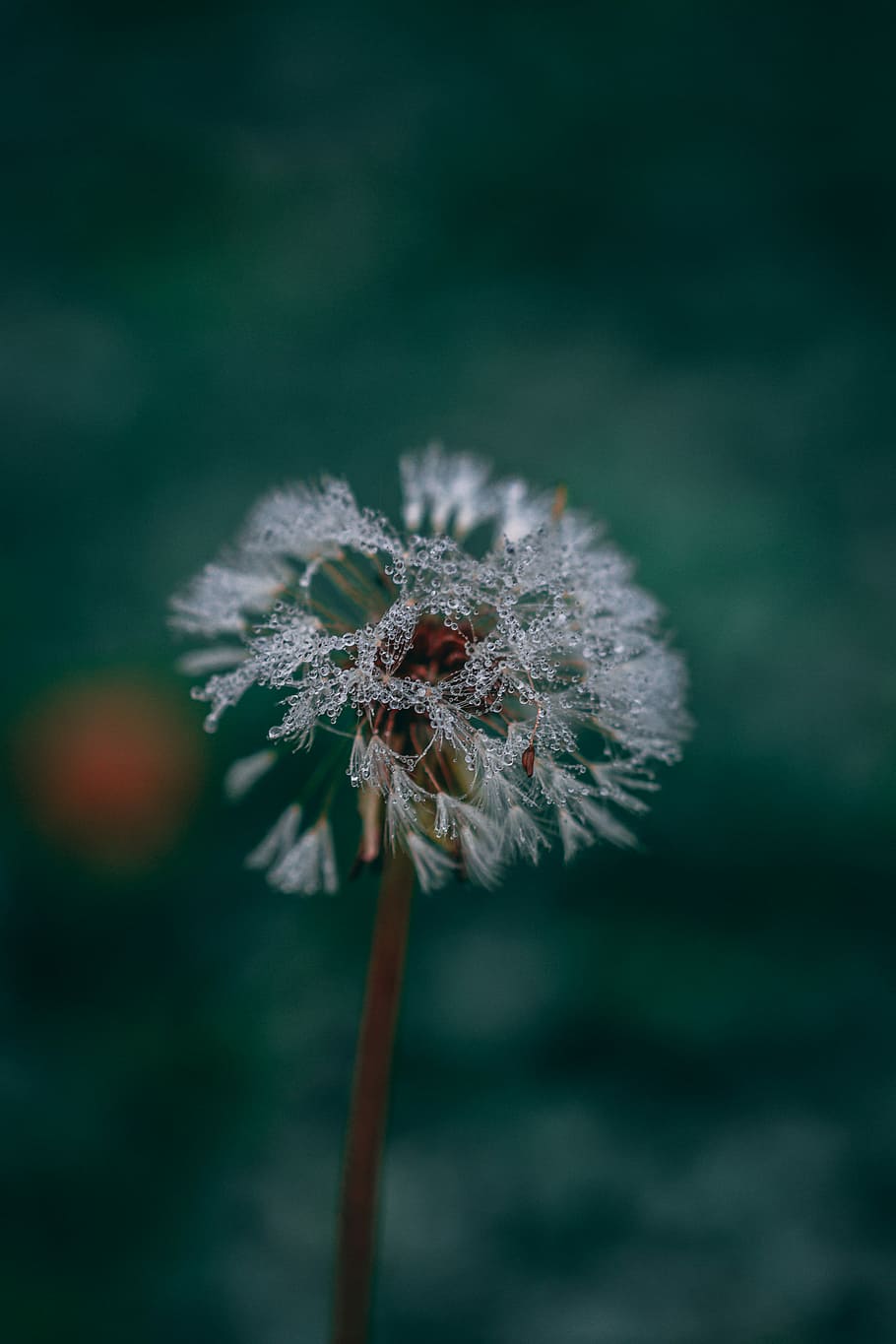 macro photo of dandelion, closeup photo of dandelion, dew, water HD wallpaper