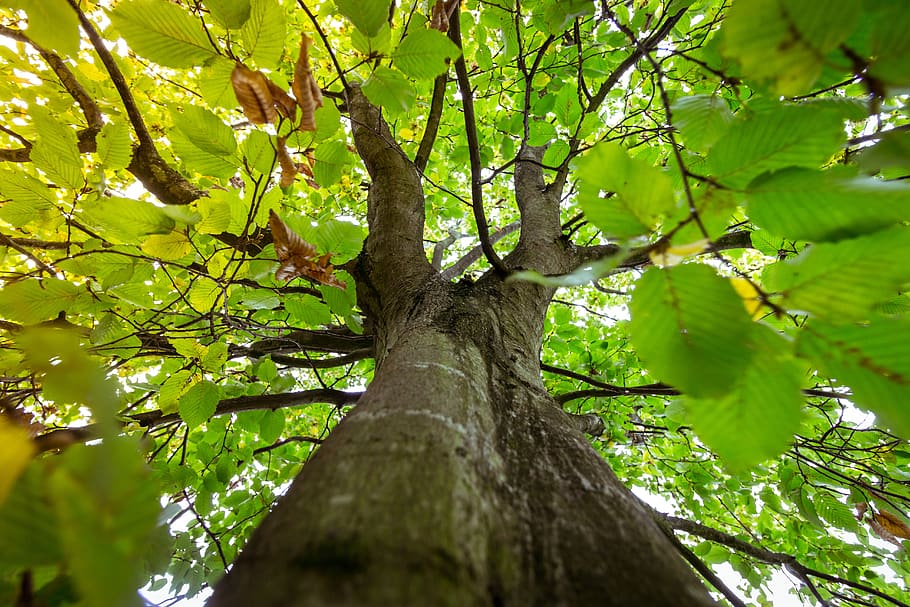 tree, forest, green, nature, landscape, forests, branch branches HD wallpaper