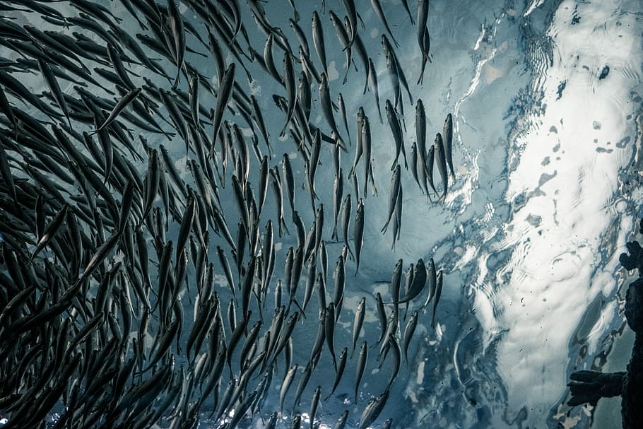 school of gray fish, low angle photography of shoal of fish, underwater HD wallpaper