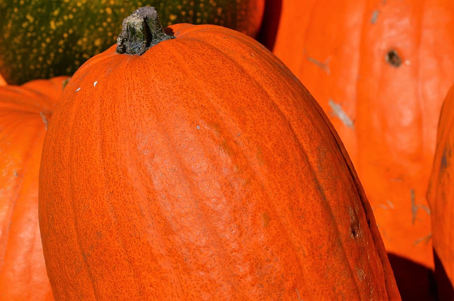 pumpkin, fruit, orange, autumn, cucurbita maxima, choose, large HD wallpaper
