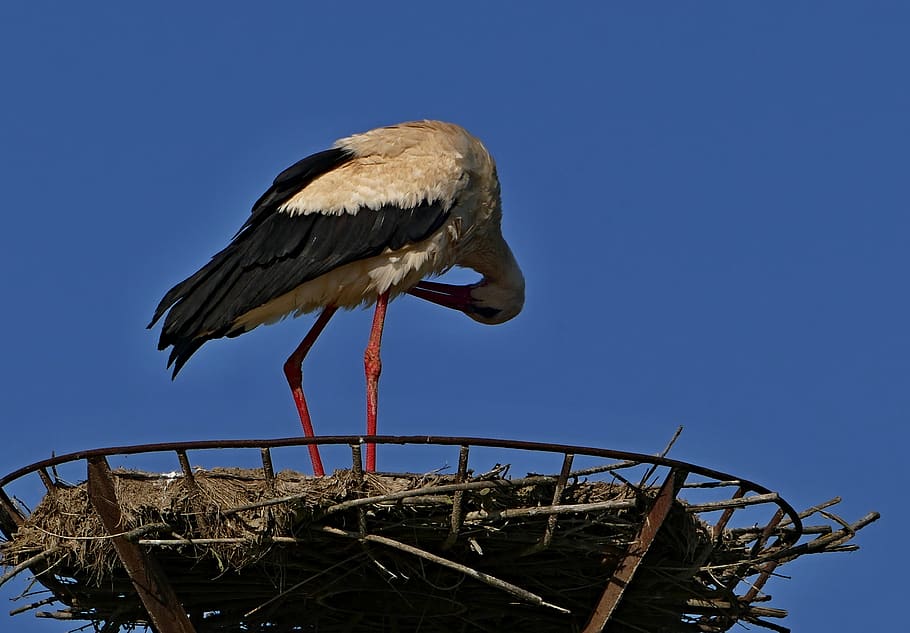stork, white, nature, the nest, migratory, bird, animal, one animal HD wallpaper